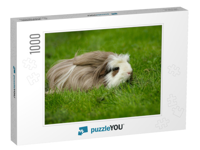 Guinea Pig Coronet, Longhaired with a Crest, Outdoors in... Jigsaw Puzzle with 1000 pieces