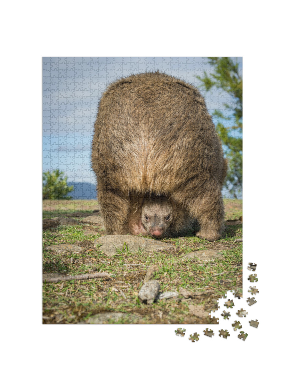 Wombat Baby in Its Pouch... Jigsaw Puzzle with 1000 pieces