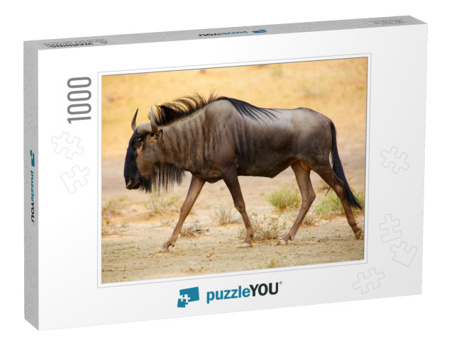 The Blue Wildebeest Connochaetes Taurinus is Walking in t... Jigsaw Puzzle with 1000 pieces