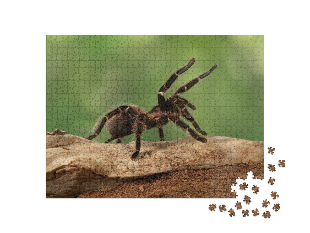 Closeup Female of Spider Tarantula Lasiodora Parahybana i... Jigsaw Puzzle with 1000 pieces