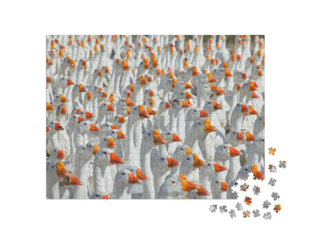 Huge Flock of White Geese Looking in One Direction. Group... Jigsaw Puzzle with 1000 pieces