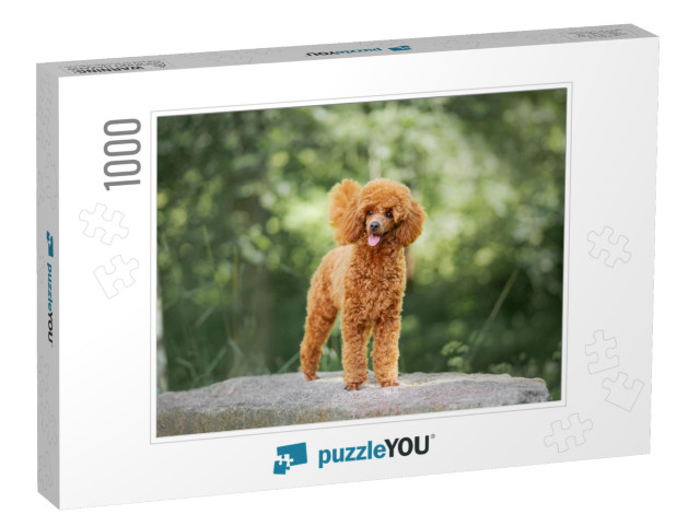 Miniature Poodle Puppy Standing on the Rock... Jigsaw Puzzle with 1000 pieces