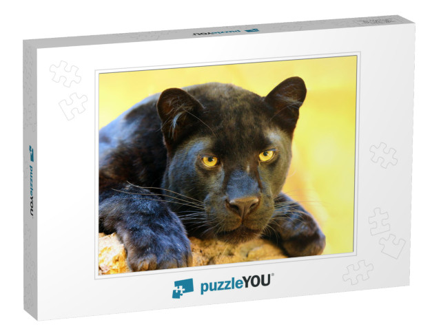 The Leopard Panthera Pardus Portrait. Melanistic Leopard... Jigsaw Puzzle