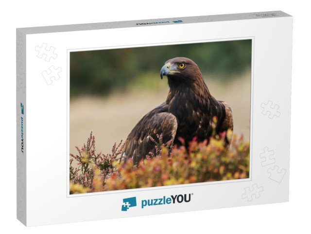 Golden Eagle Looking Around. a Majestic Golden Eagle Take... Jigsaw Puzzle