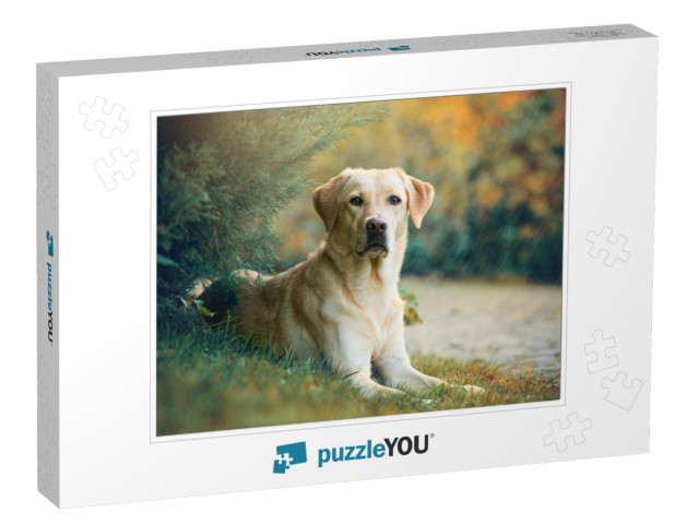 Labrador Retriever Dog Lying Under a Tree in the Rain... Jigsaw Puzzle