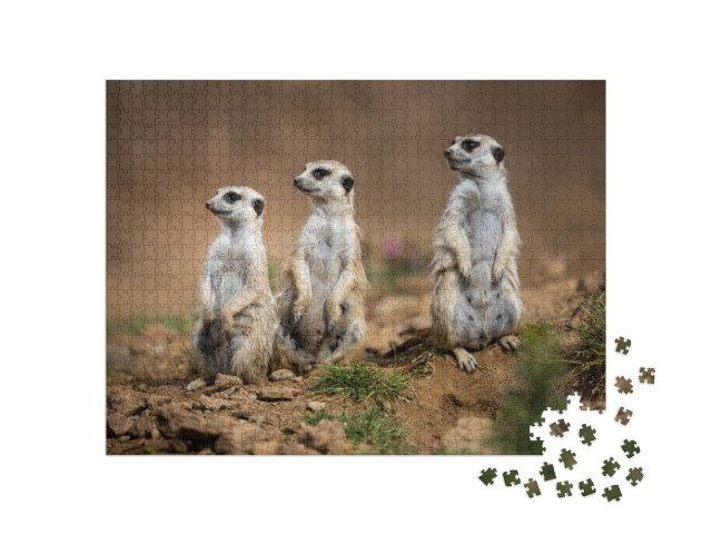 Watchful Meerkats Standing Guard... Jigsaw Puzzle with 1000 pieces