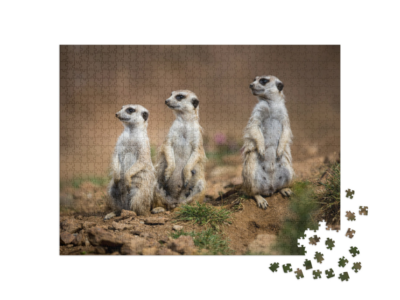 Watchful Meerkats Standing Guard... Jigsaw Puzzle with 1000 pieces