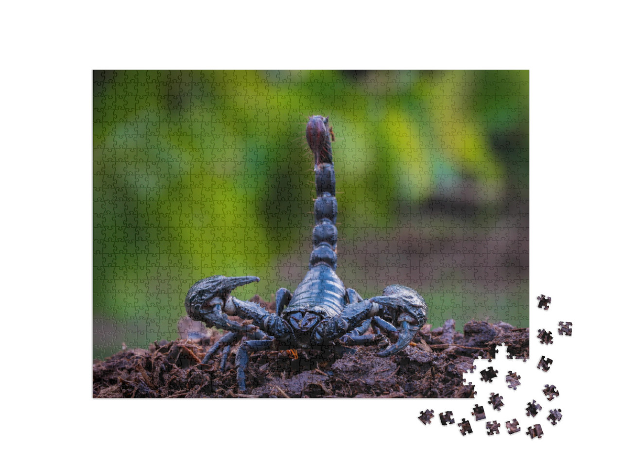 The Black Orc Scorpion, the Deadly Giant Scorpion Searche... Jigsaw Puzzle with 1000 pieces