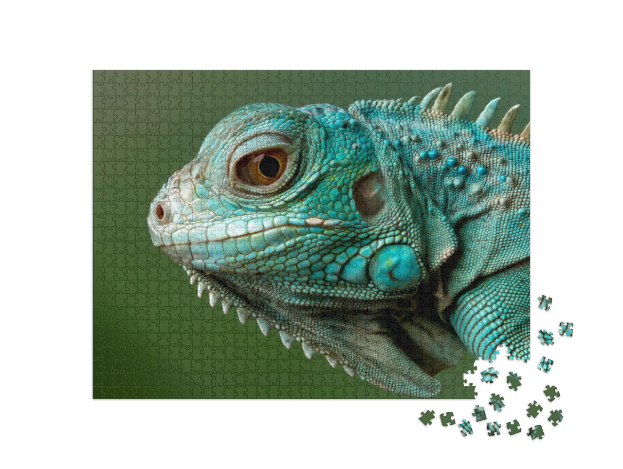 Blue Iguana Closeup Head, Blue Iguana Grand Cayman Blue I... Jigsaw Puzzle with 1000 pieces