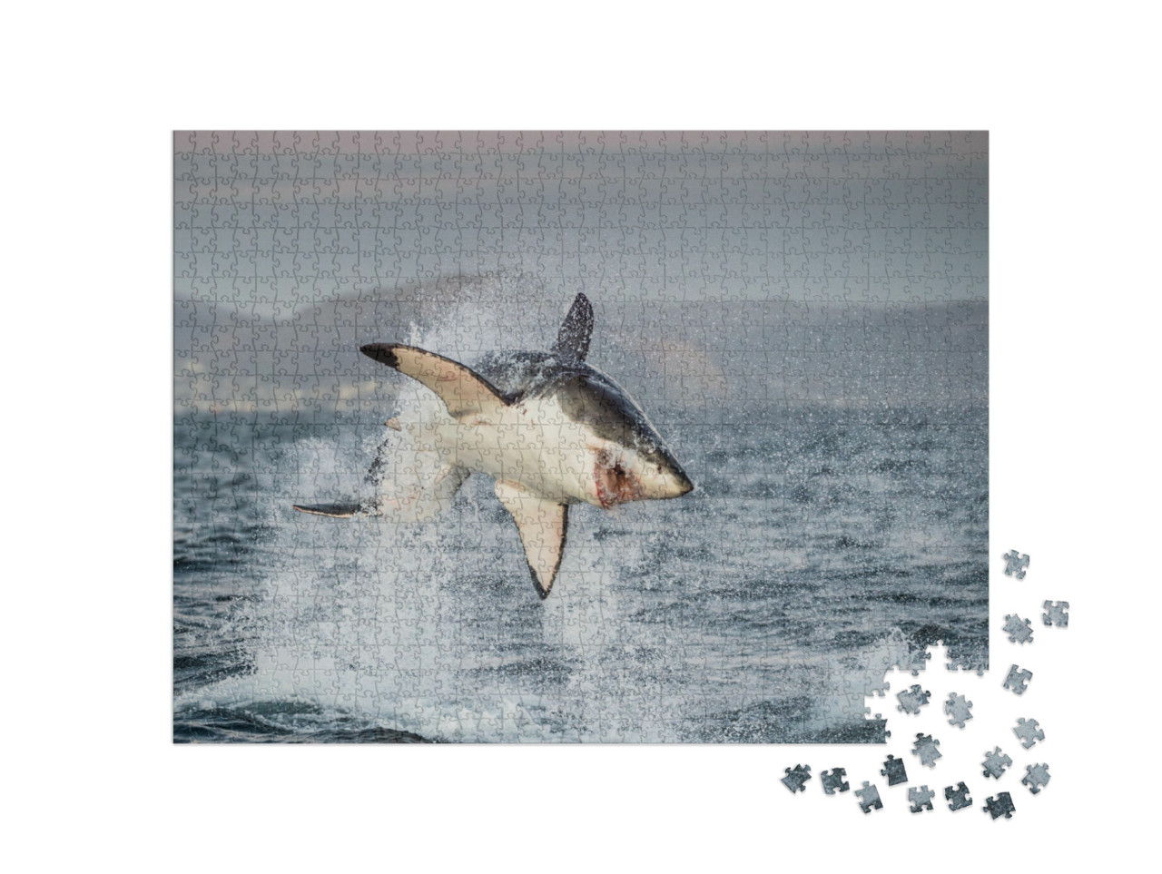 Great White Shark Carcharodon Carcharias Breaching in an... Jigsaw Puzzle with 1000 pieces