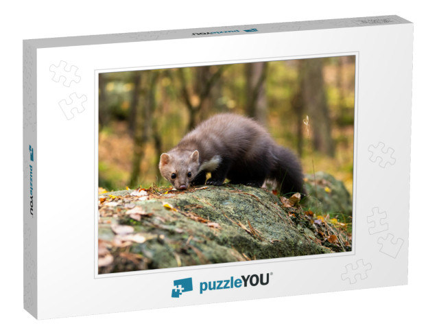 European Pine Marten Marten Searching for Food... Jigsaw Puzzle