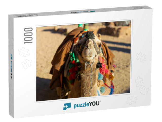 Dromedar Camel in the Background Sands of Hot Desert, Egy... Jigsaw Puzzle with 1000 pieces