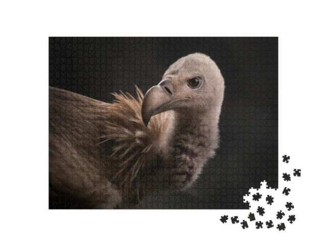 Close-Up of the Muzzle of a Himalayan Vulture Gyps Himala... Jigsaw Puzzle with 1000 pieces