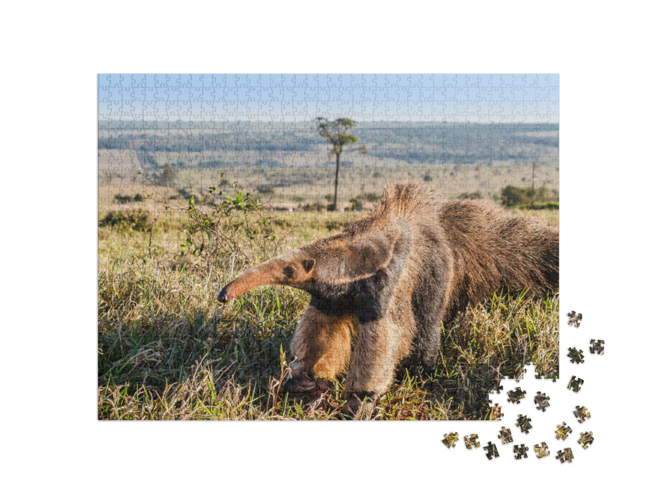 A Wild Giant Anteater At the Pasture... Jigsaw Puzzle with 1000 pieces