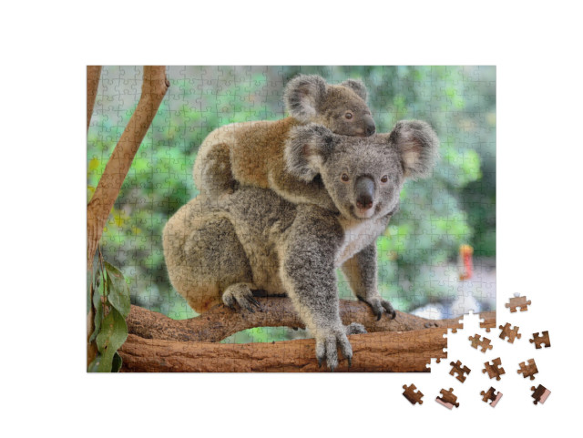 Mother Koala with Baby on Her Back, on Eucalyptus Tree... Jigsaw Puzzle with 500 pieces