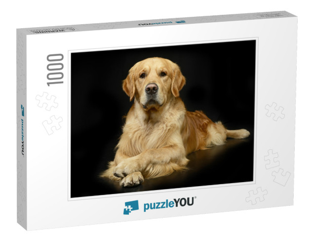 Studio Shot of an Adorable Golden Retriever Lying on Blac... Jigsaw Puzzle with 1000 pieces