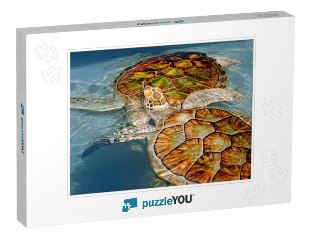 Two Turtles... Jigsaw Puzzle