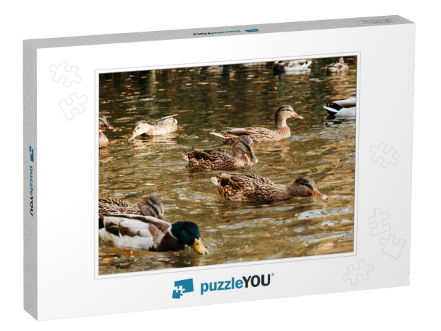 A Large Flock of Ducks Eats Abandoned Bread on the Lake... Jigsaw Puzzle