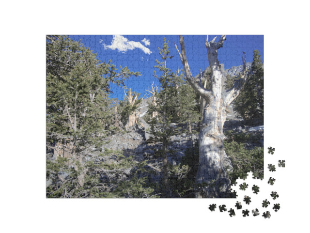 Bristlecone Pines in Great Basin National Park in Nevada_... Jigsaw Puzzle with 1000 pieces