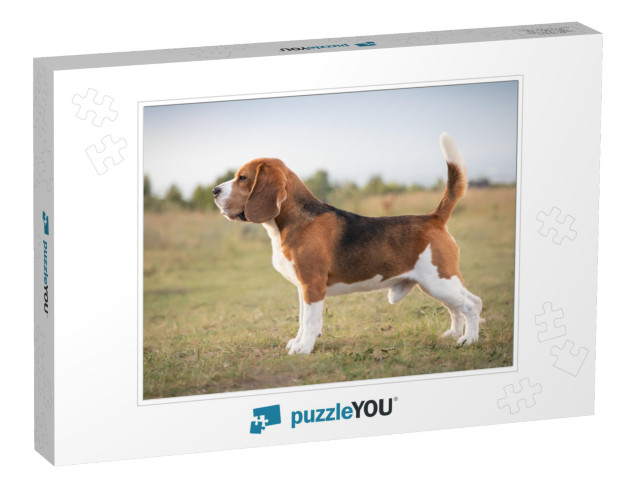 Beagle Rack. Beagle Breed. Beagle Standing. 6 Fci Group... Jigsaw Puzzle