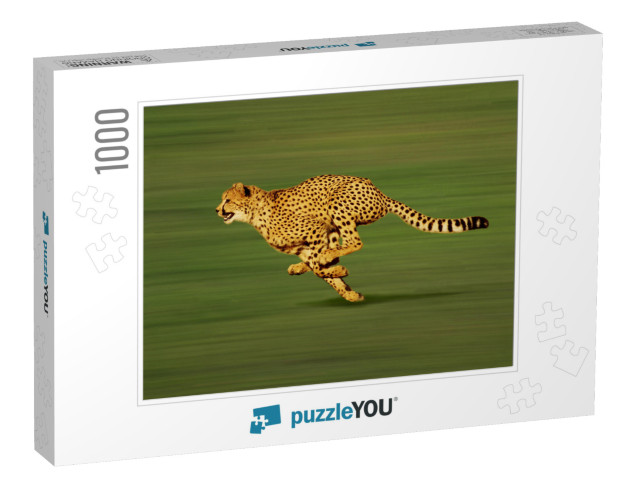 Cheetah, Acinonyx Jubatus, Adult Running... Jigsaw Puzzle with 1000 pieces