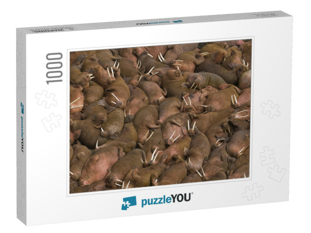 Thousands of Male Walruses Odobenus Rosmarus Sunbathing T... Jigsaw Puzzle with 1000 pieces