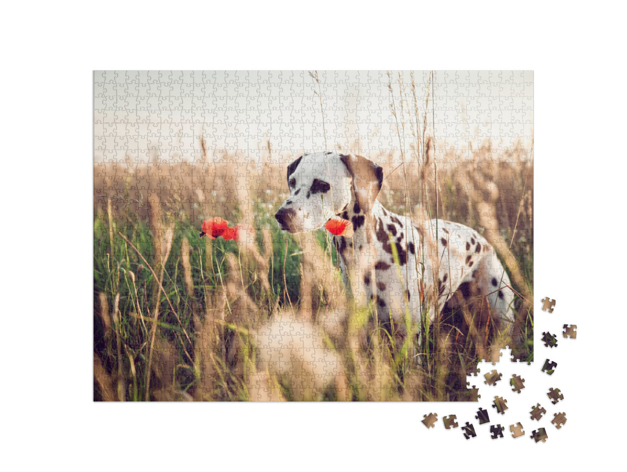 Cute Dalmatian Dog in a Cornfield... Jigsaw Puzzle with 1000 pieces