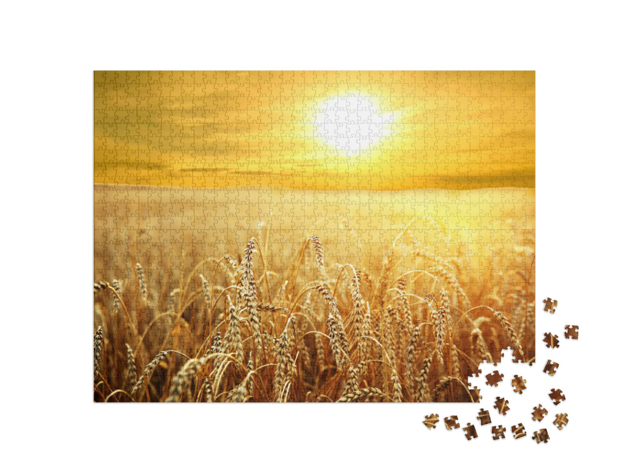 Backdrop of Ripening Ears of Yellow Wheat Field on the Su... Jigsaw Puzzle with 1000 pieces