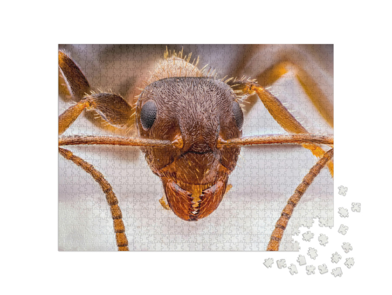 Tiny Red Ant Close Up... Jigsaw Puzzle with 1000 pieces