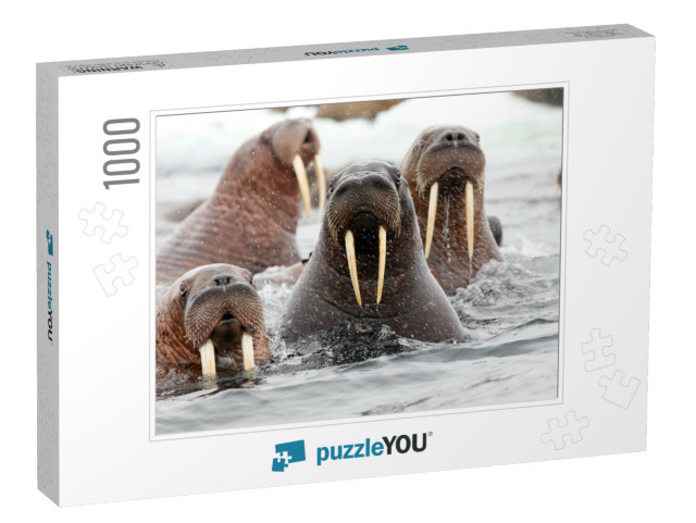 Pacific Walrus... Jigsaw Puzzle with 1000 pieces