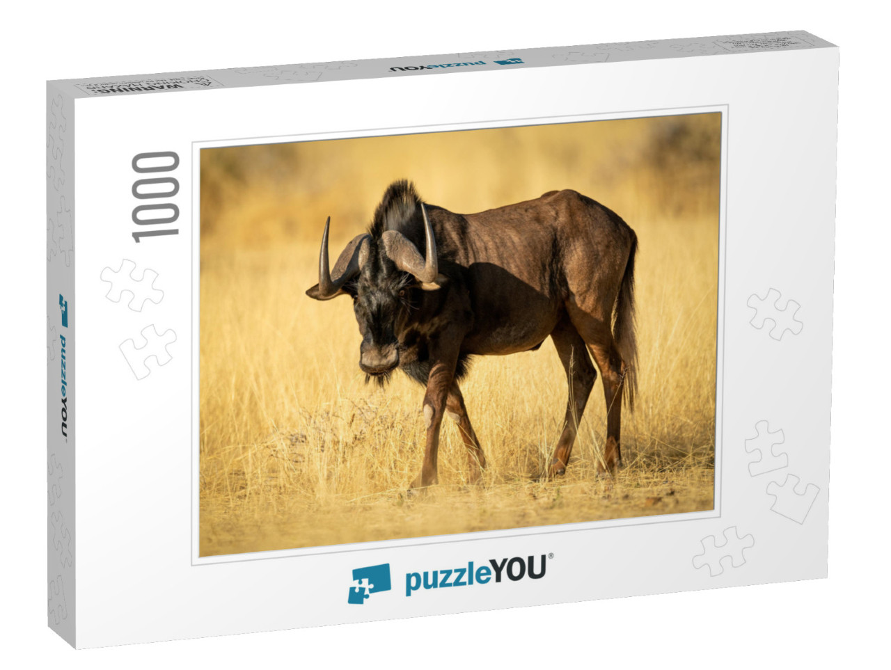 Black Wildebeest Walks Through Grass in Sunshine... Jigsaw Puzzle with 1000 pieces