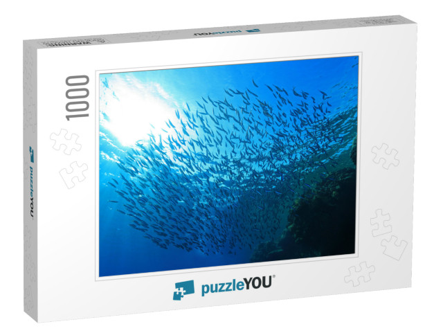 Shoal of Small Fish Close to Coral Reef of the Red Sea... Jigsaw Puzzle with 1000 pieces