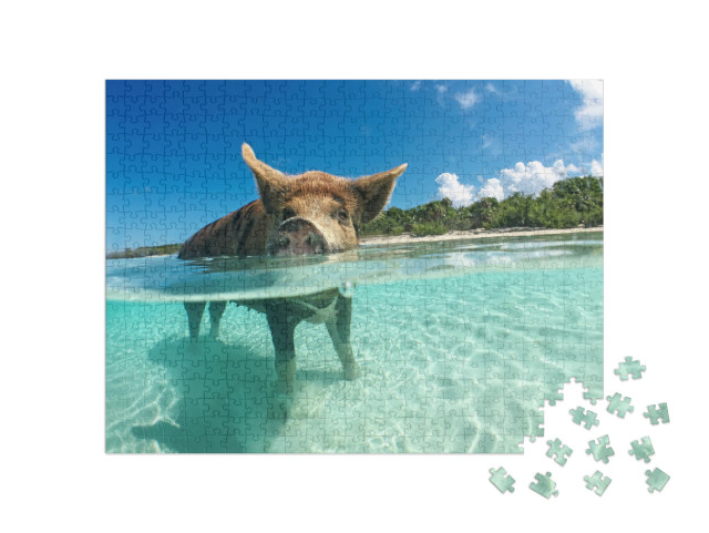 Wild, Swimming Pig on Big Majors Cay in the Bahamas... Jigsaw Puzzle with 500 pieces