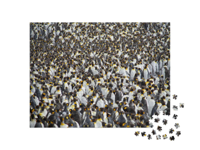 Colony of Hundreds of King Penguins, South Georgia. Wide... Jigsaw Puzzle with 1000 pieces