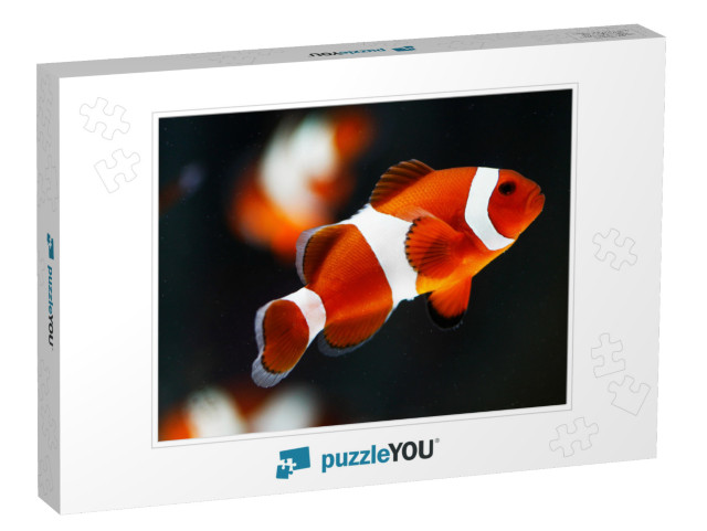 False Percala Clownfish or Ocellaris Clownfish Amphiprion... Jigsaw Puzzle