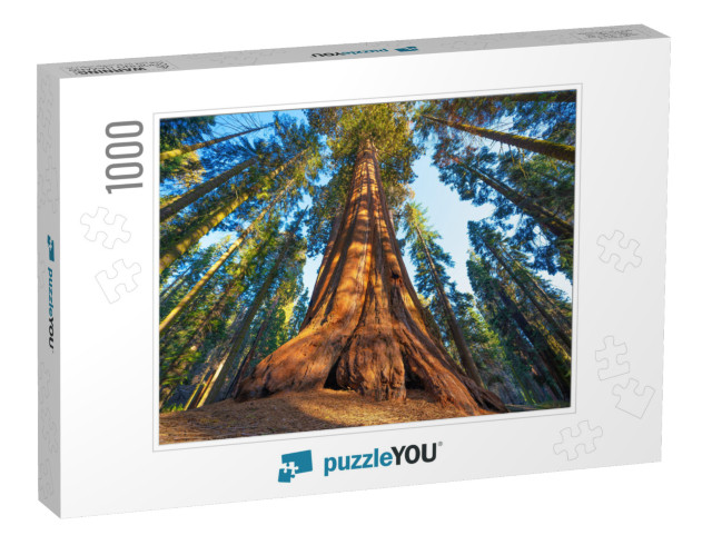 Famous Sequoia Park & Giant Sequoia Tree At Sunset... Jigsaw Puzzle with 1000 pieces