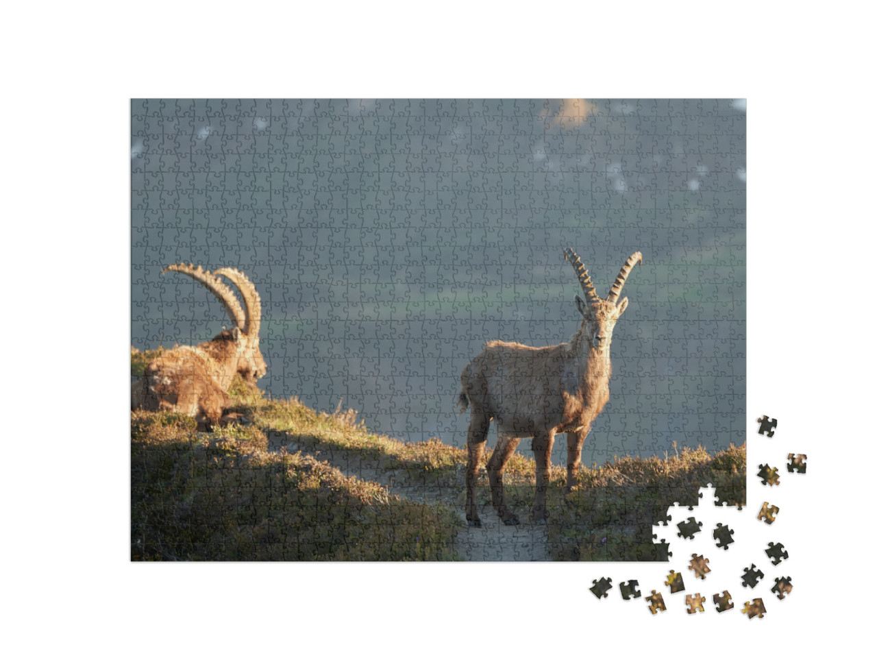 Capricorn Alpine Ibex Capra Ibex Mountain Swiss Alps... Jigsaw Puzzle with 1000 pieces