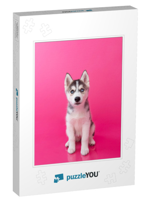 Siberian Husky Puppy Sitting with Pink Background... Jigsaw Puzzle