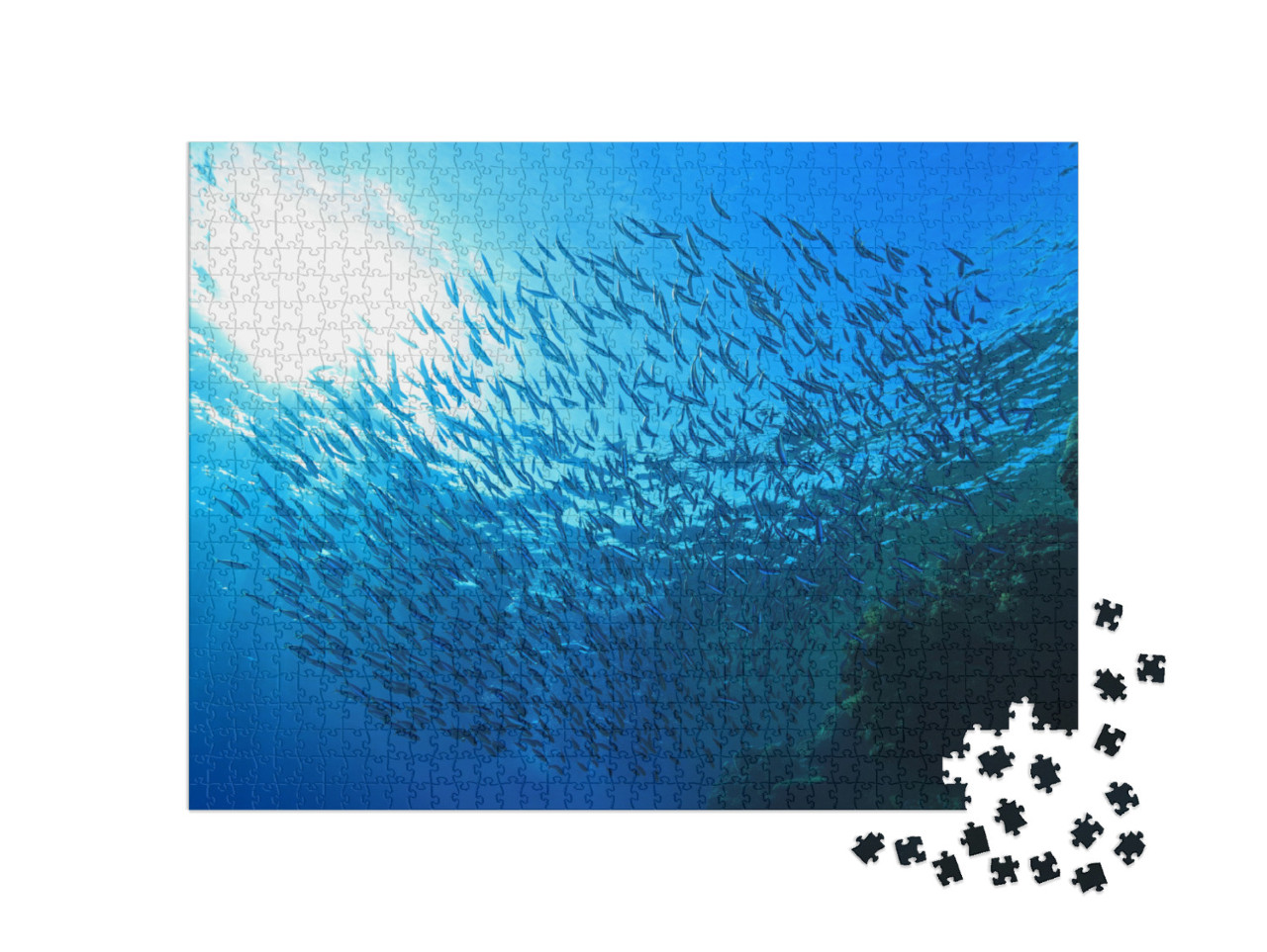 Shoal of Small Fish Close to Coral Reef of the Red Sea... Jigsaw Puzzle with 1000 pieces