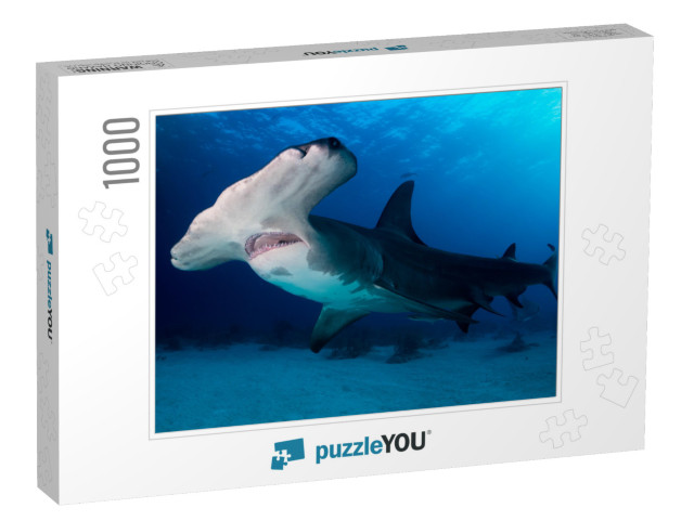 Great Hammerhead Shark Bahamas... Jigsaw Puzzle with 1000 pieces