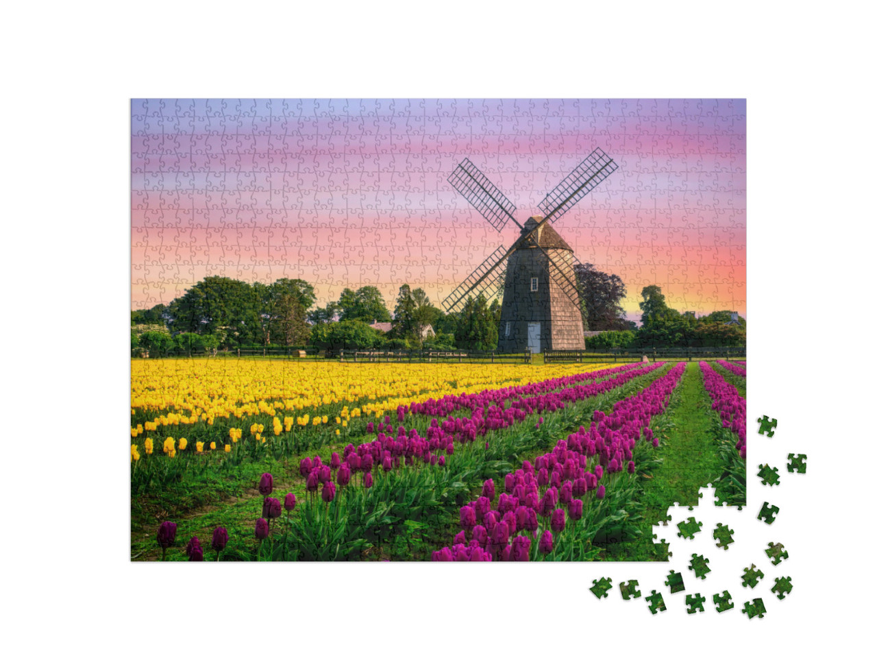 Windmill in Beautiful Color Tulips Field... Jigsaw Puzzle with 1000 pieces