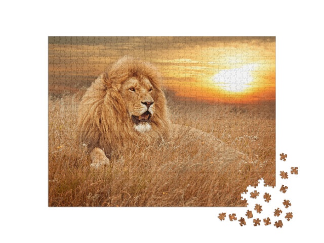 Picture of Lions in Grass... Jigsaw Puzzle with 1000 pieces