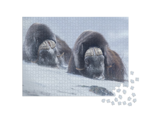 Two Large Adult Male Musk Oxen in the Mountains During To... Jigsaw Puzzle with 1000 pieces