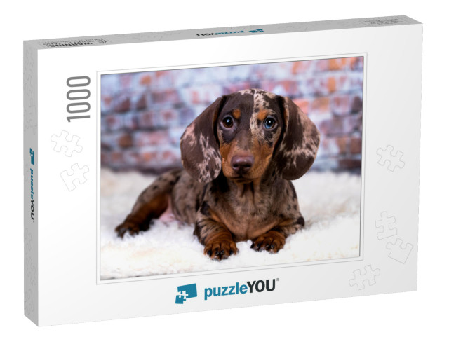 Dachshund Dog Portrait... Jigsaw Puzzle with 1000 pieces