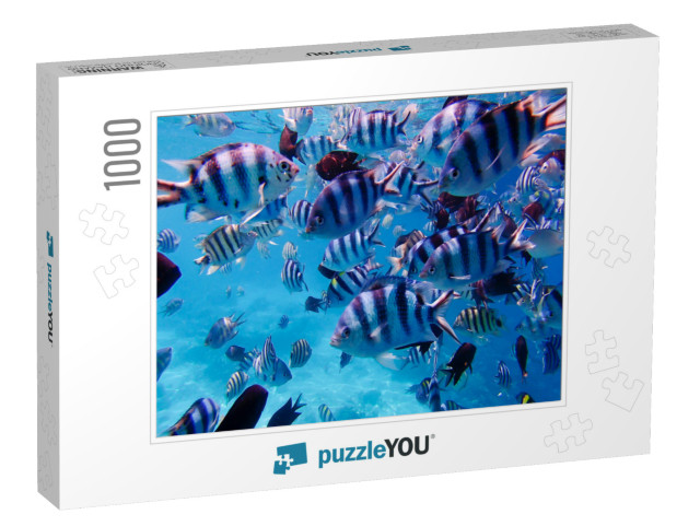 A Group of Colorful Tropical Fish Under the Water. a Colo... Jigsaw Puzzle with 1000 pieces