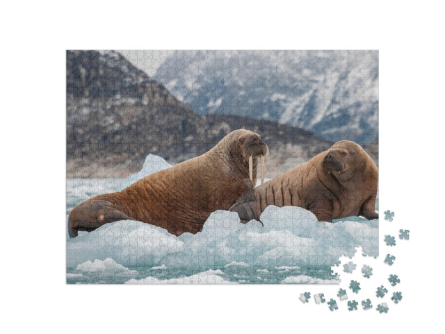 Walrus & Her Pup Floating on Ice in a Fjord, Eastern Gree... Jigsaw Puzzle with 1000 pieces