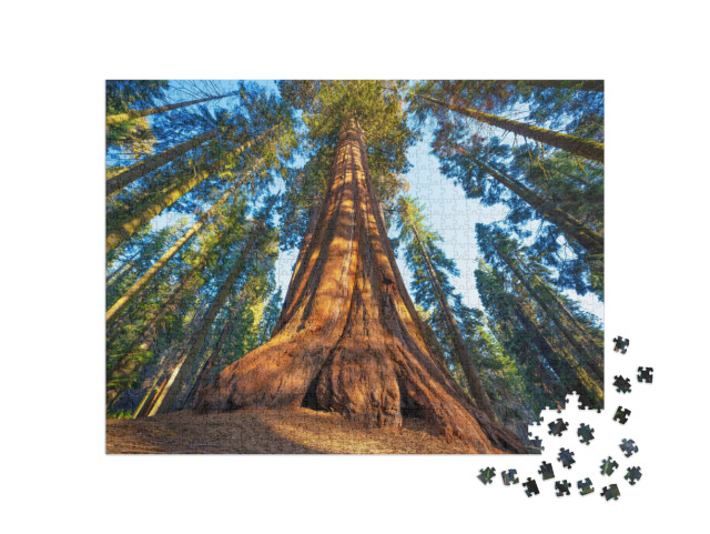 Famous Sequoia Park & Giant Sequoia Tree At Sunset... Jigsaw Puzzle with 1000 pieces