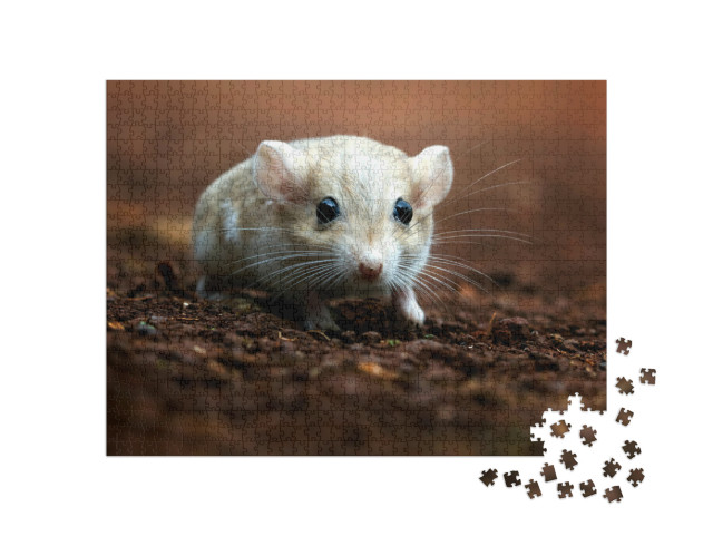 Cute Gerbil Fat Tail Closeup Face, Garbil Fat Tail... Jigsaw Puzzle with 1000 pieces