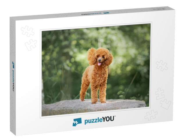 Miniature Poodle Puppy Standing on the Rock... Jigsaw Puzzle