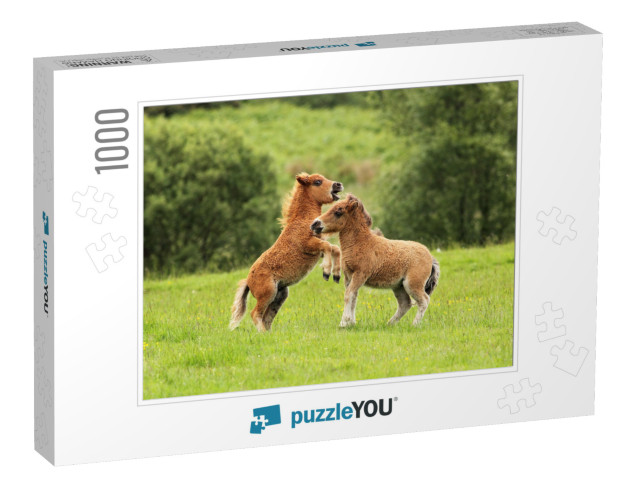 Two Small Brown Shetland Ponies Playing with Each Other... Jigsaw Puzzle with 1000 pieces